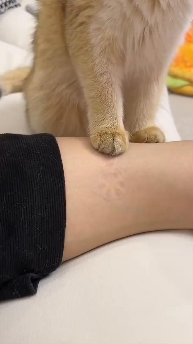 猫猫脚印？粗壮，体重超标，尴尬到舔脚。