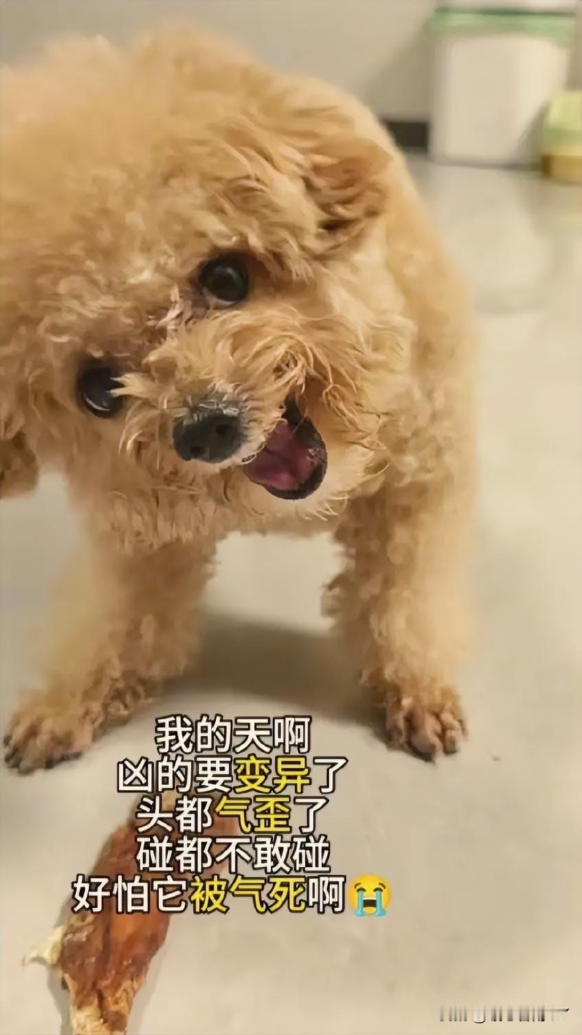 刷到网友家的泰迪，那护食的架势太绝了！

就为了一个钙奶棒（犬零食）它气的脑袋都