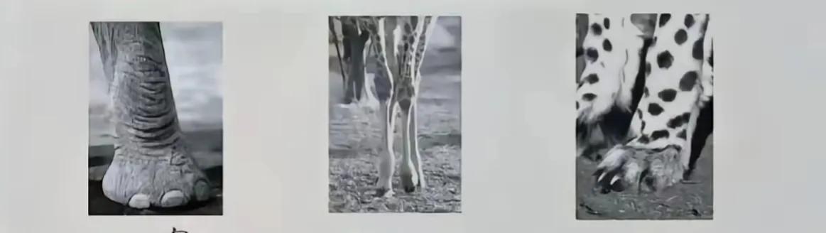 八岁男孩参加动物考试，有一道题是根据动物的腿，猜出动物的名字。很多动物男孩根本没