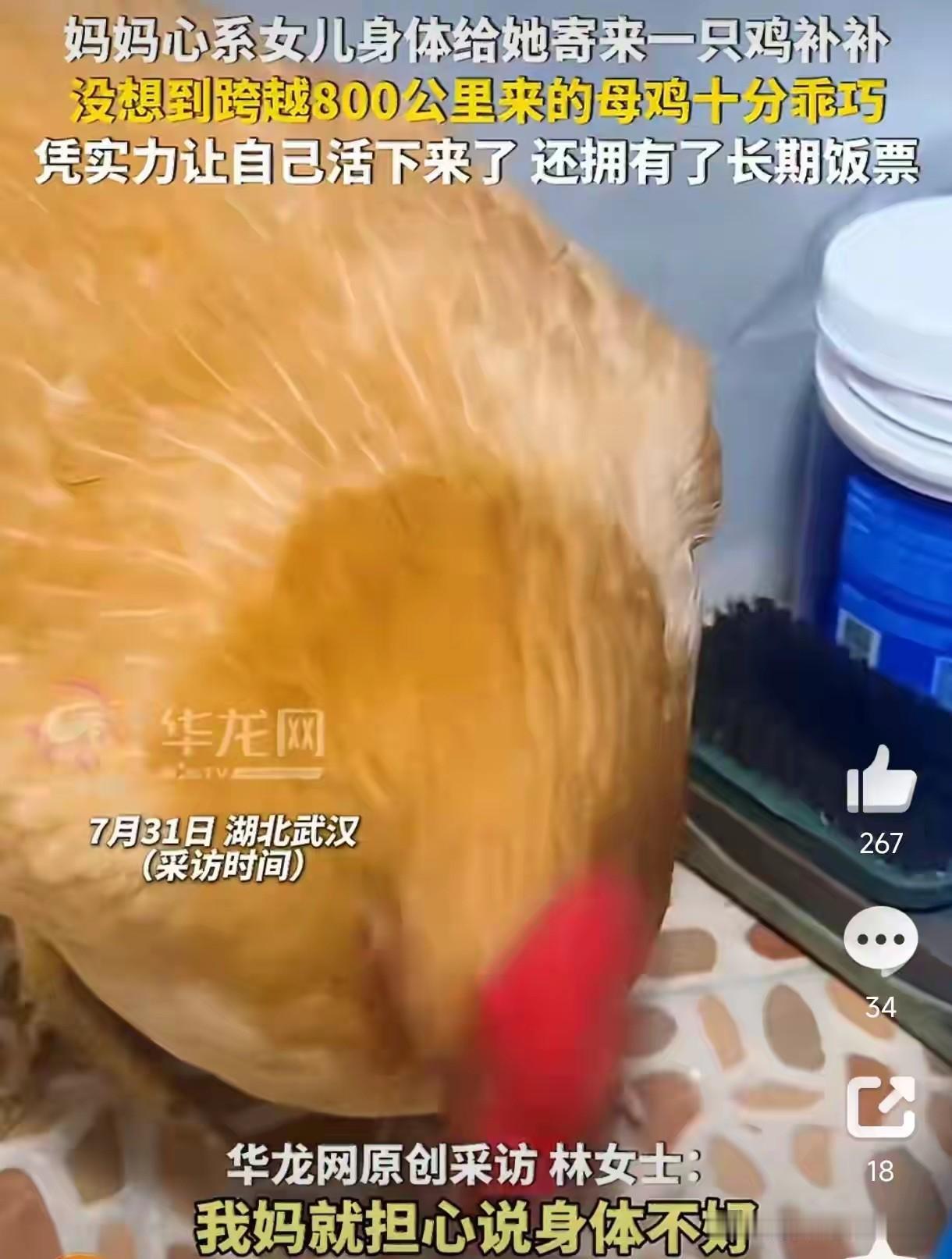 笑不活了！湖北武汉一女子，因为贫血，妈妈心疼得不行，特意从广东老家寄了一只家养的