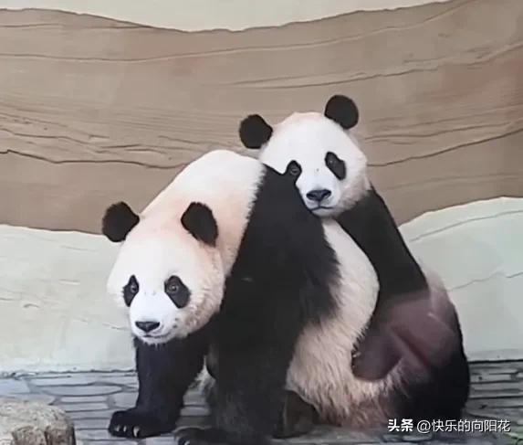 小辉辉和睿睿姐姐天下第一好，辉辉很依赖姐姐，从身后抱着姐姐不愿放手，好像在说:“