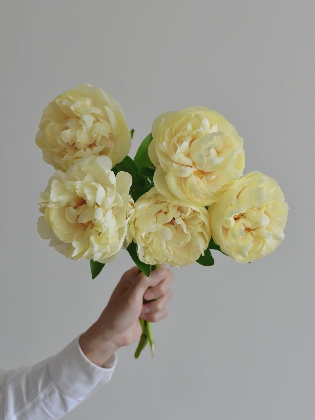 芍药·金色梦想