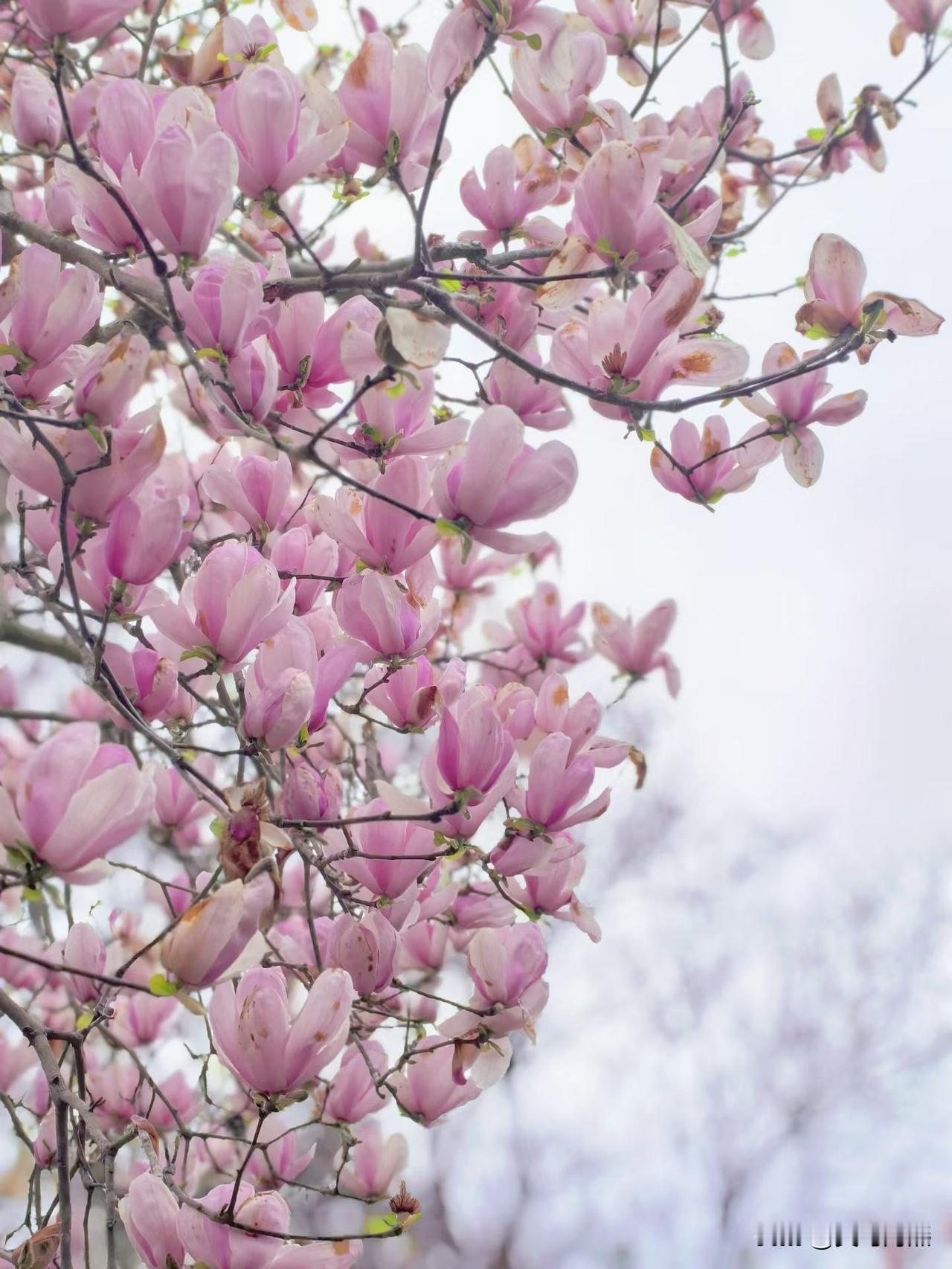 心里还是无比的痛。

到现在还没有缓过来，感觉一切都是噩梦一样。

上周六接到第