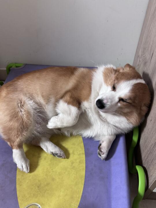 🐶：麻麻酱原谅小狗这次吧，虽然但是下次还敢