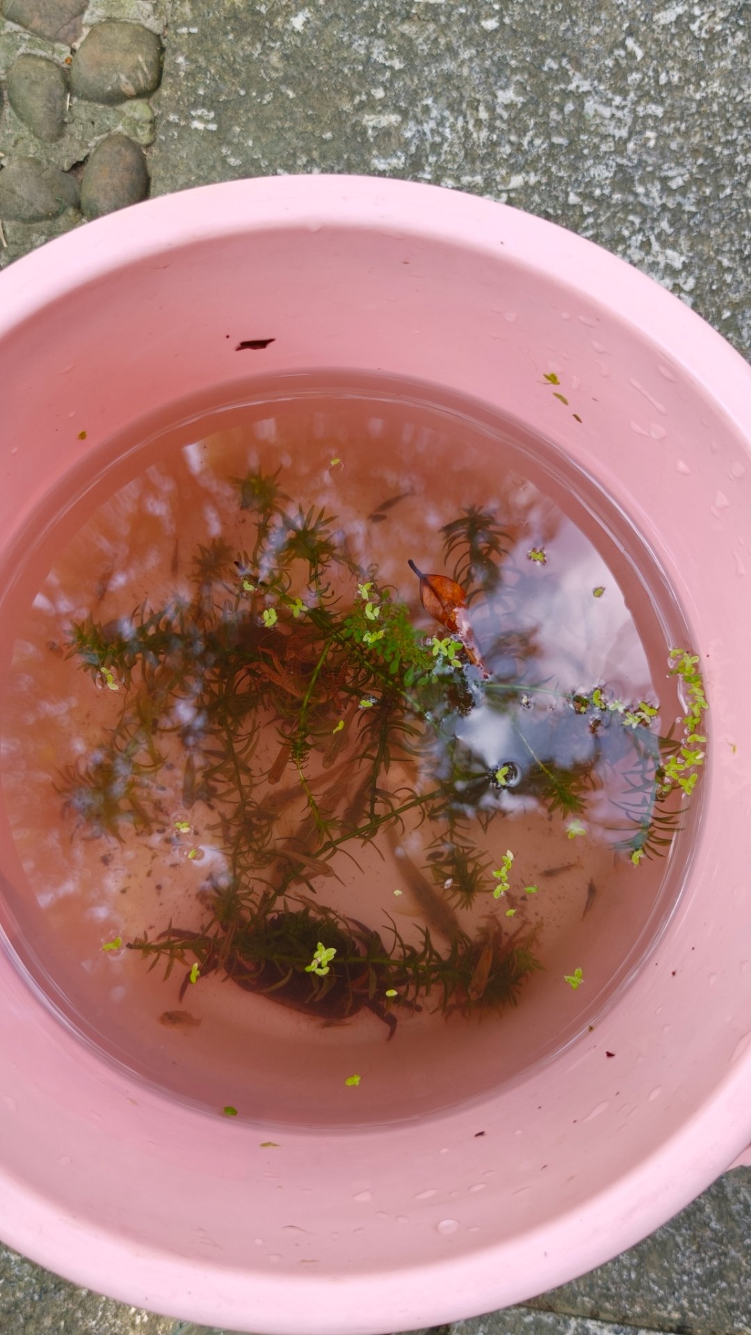 白云山桃花涧，小孩野外玩水的天堂！浅浅的山泉水，还有小鱼🐟，小虾🦐，小螃蟹?