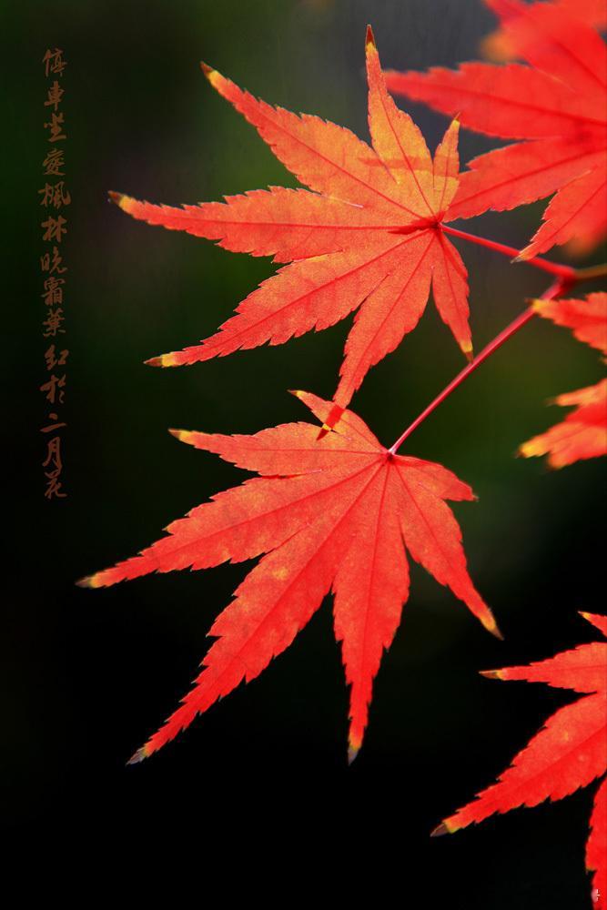 今日分享：    去参加同学聚会的路上，我特意拐了个弯儿，回家看望年迈的父亲和继