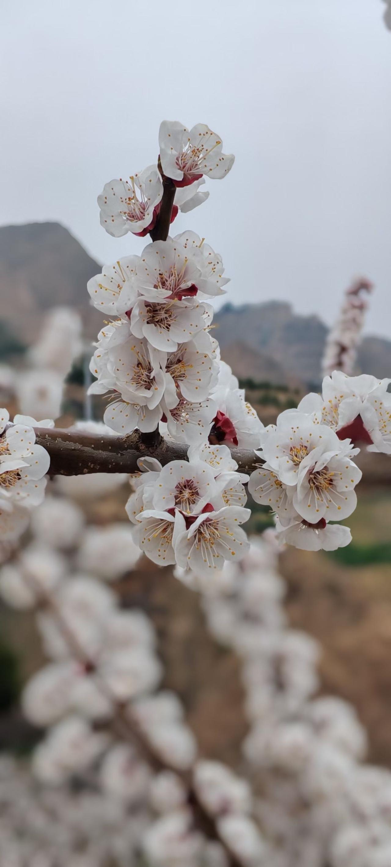 已是三月惊蛰日，桃红柳绿遍人间。春色满园关不住，红杏一枝笑春天。[送自己一朵花]