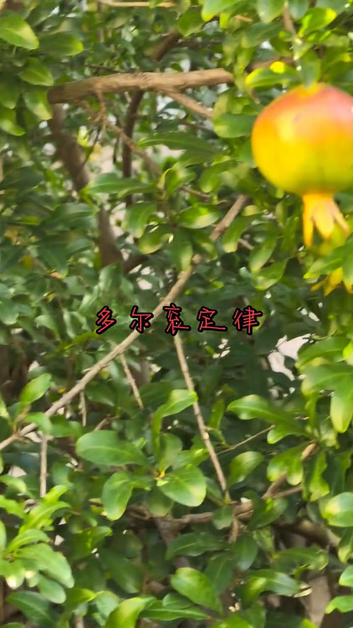 多尔衮定律。
什么叫多尔衮定律？山东聊城的一个二婚大哥和他二婚媳妇带来的女儿聊天