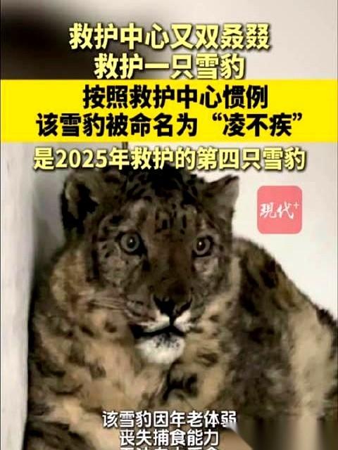 牙都掉光了。
你敢信吗，一只雪豹，一个连下门牙都掉光了的“老太太”，犬齿都磨平了