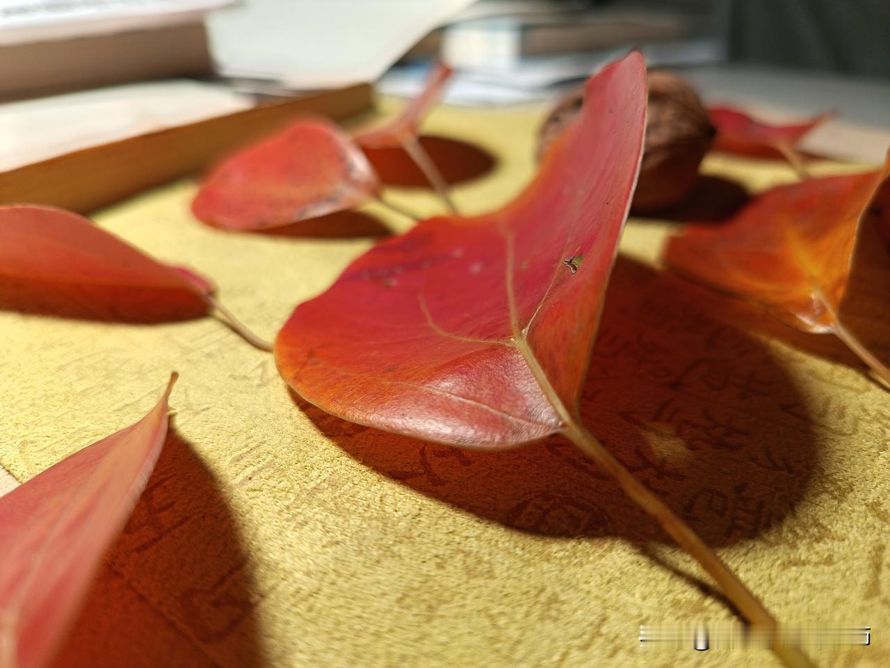 冬天到了
香樟树的树叶开始掉了
我趁着雨停，在树下徘徊
叶子悄无声息，在地面上等