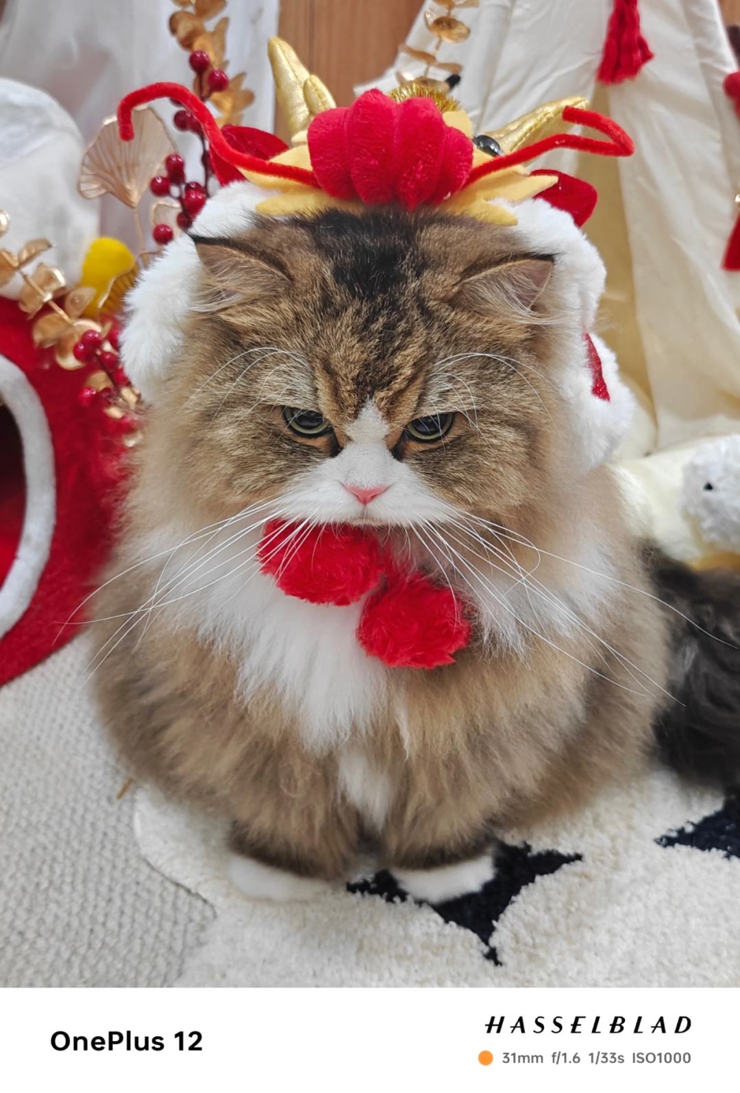 姨姨们开门！臭脸小猫来拜年啦！！