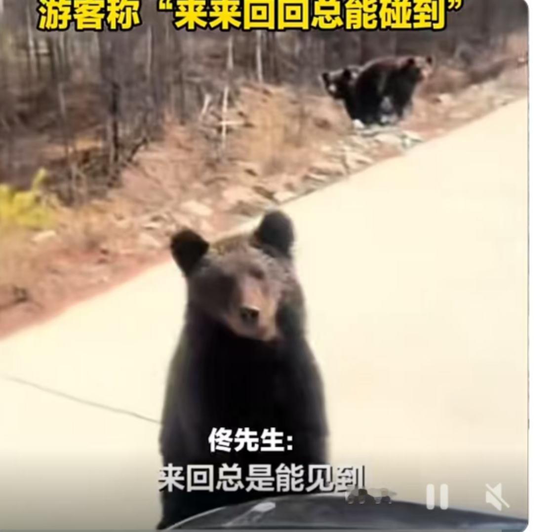 5月2日，内蒙古呼伦贝尔恩和哈达镇境内的331国道上，一场现实版的“熊出没”打破