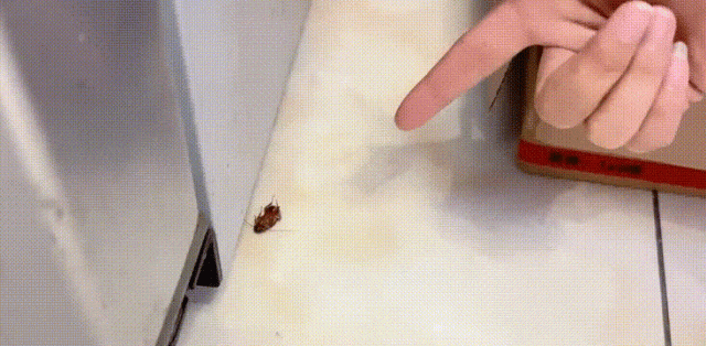 【踩扁小强扔马桶就没事了？小强：天真！】有实验证明，美洲大蠊爬行时“身高”大约1