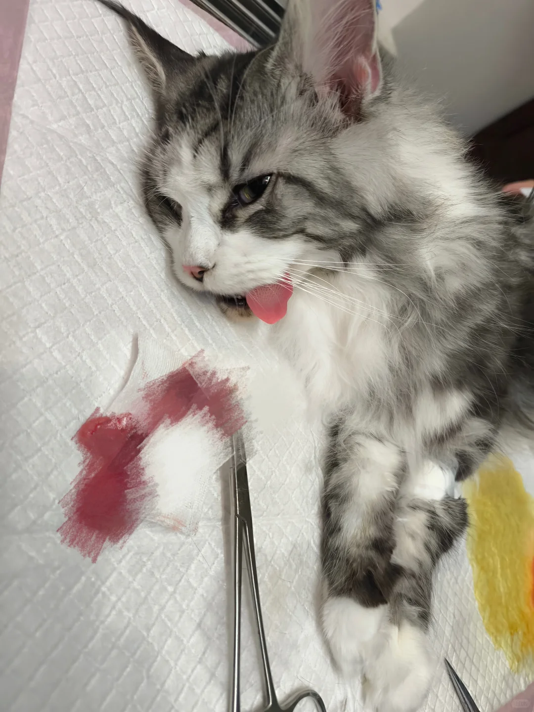 不是所有的银虎加白缅因都是甜甜！