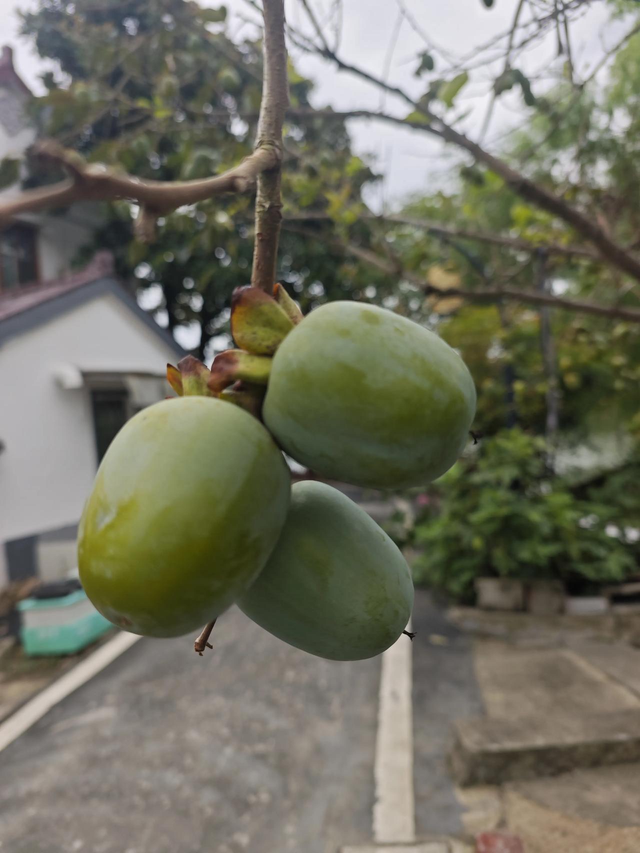 嘉善县姚庄镇乡间偶遇一树青果子，满满一树，挂在农户家门口，看着喜人！
凑近看，这
