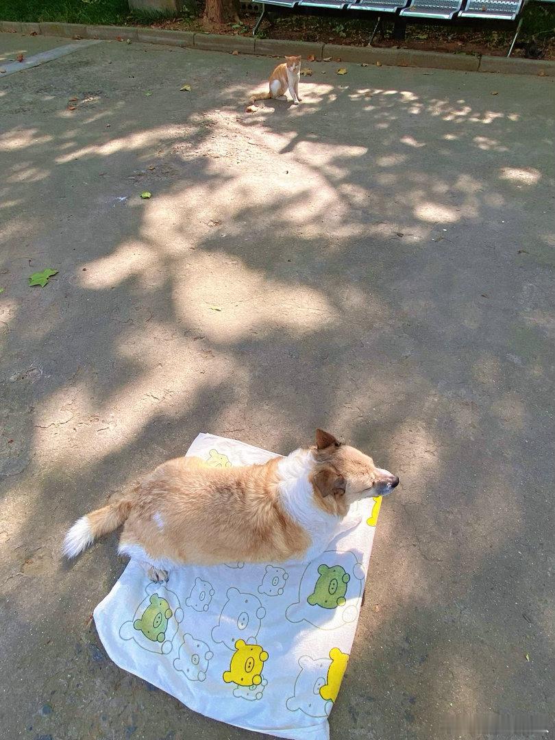 ☀️晾狗，小猫来看新洗的小狗。