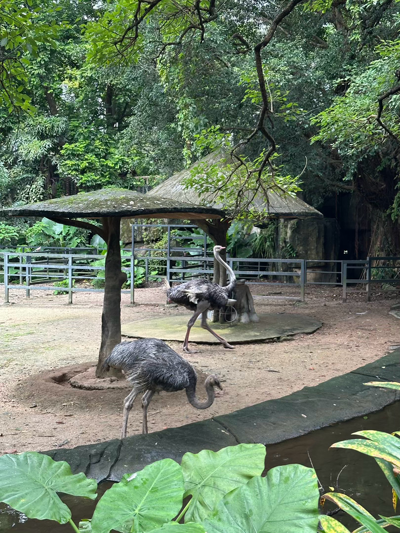 🦒🐅🦣🐼🦁🐒🦅🦩🌳🌧️ 