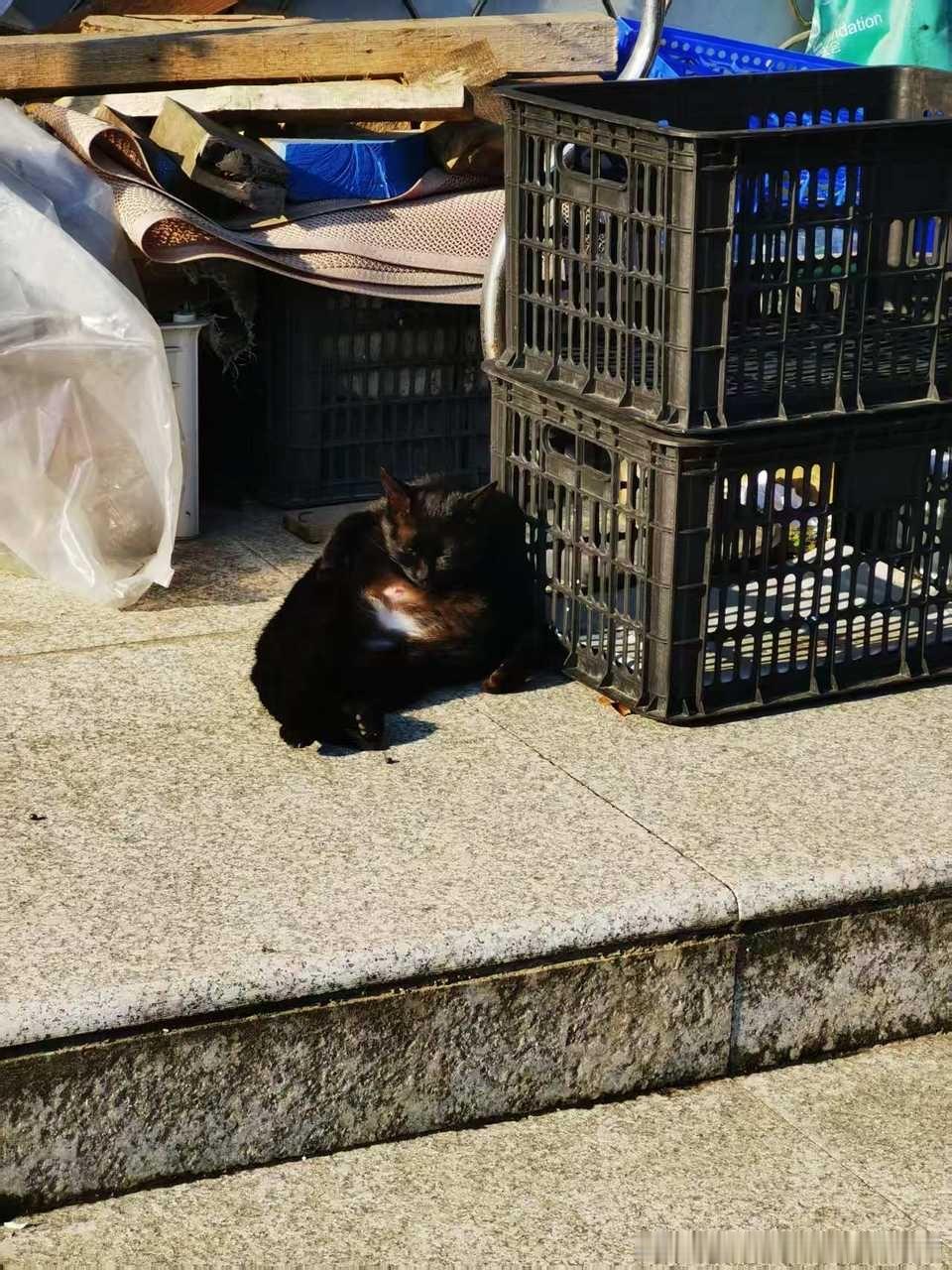 50256【丑猫】像大叔一样卧倒在路边 