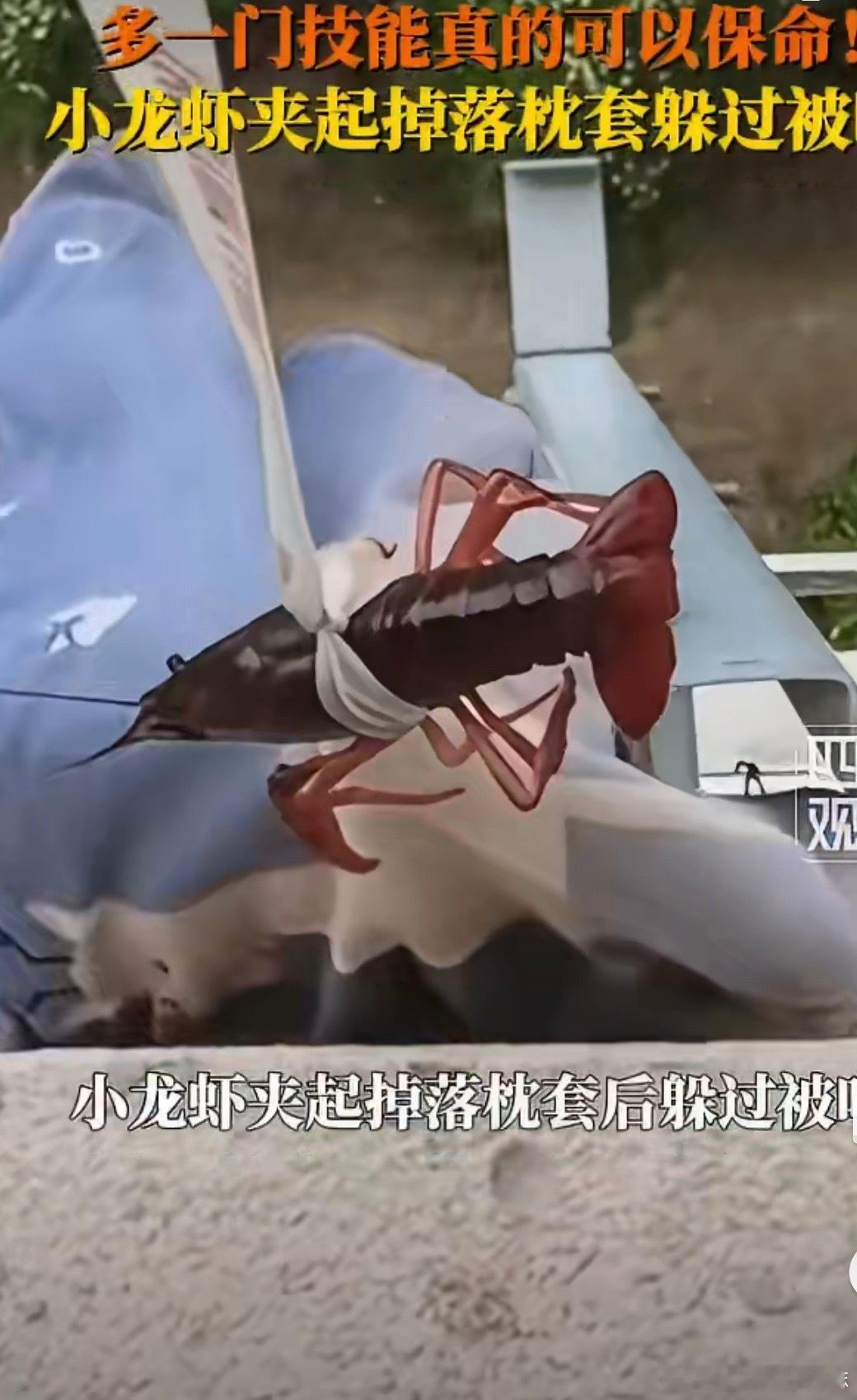 小龙虾帮女子夹枕套躲过被吃我不相信吃货会放过小龙虾，不过这只小龙虾好聪明啊，居然