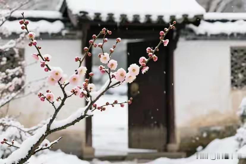 上联：柴门映雪梅初放
下联：疏影横斜暗香来