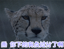 雨下好大，几分钟路面就漫水了，办事也要等会了