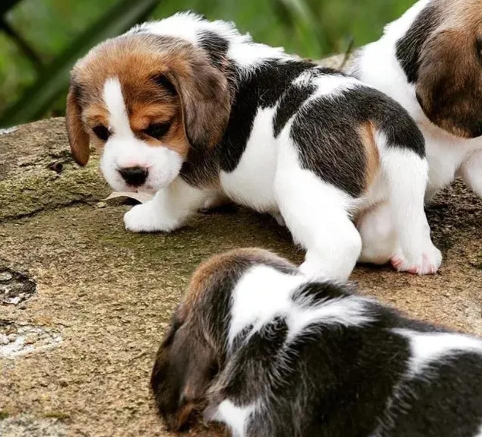 养狗要养什么种类最合适？
养狗选对种类很重要。要是老人养，西施犬是个绝佳选择。它