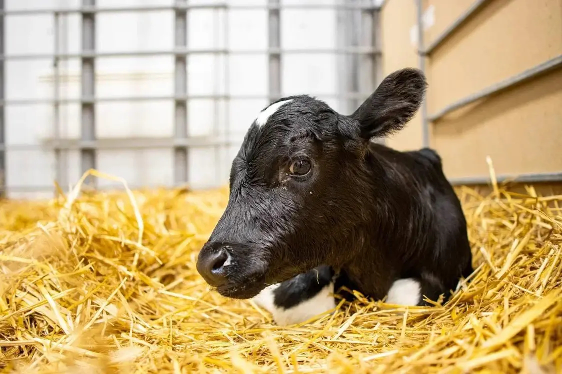 【】当地时间11月17日，总台记者获悉，俄罗斯克拉斯诺达尔边疆区成功培育两头克隆