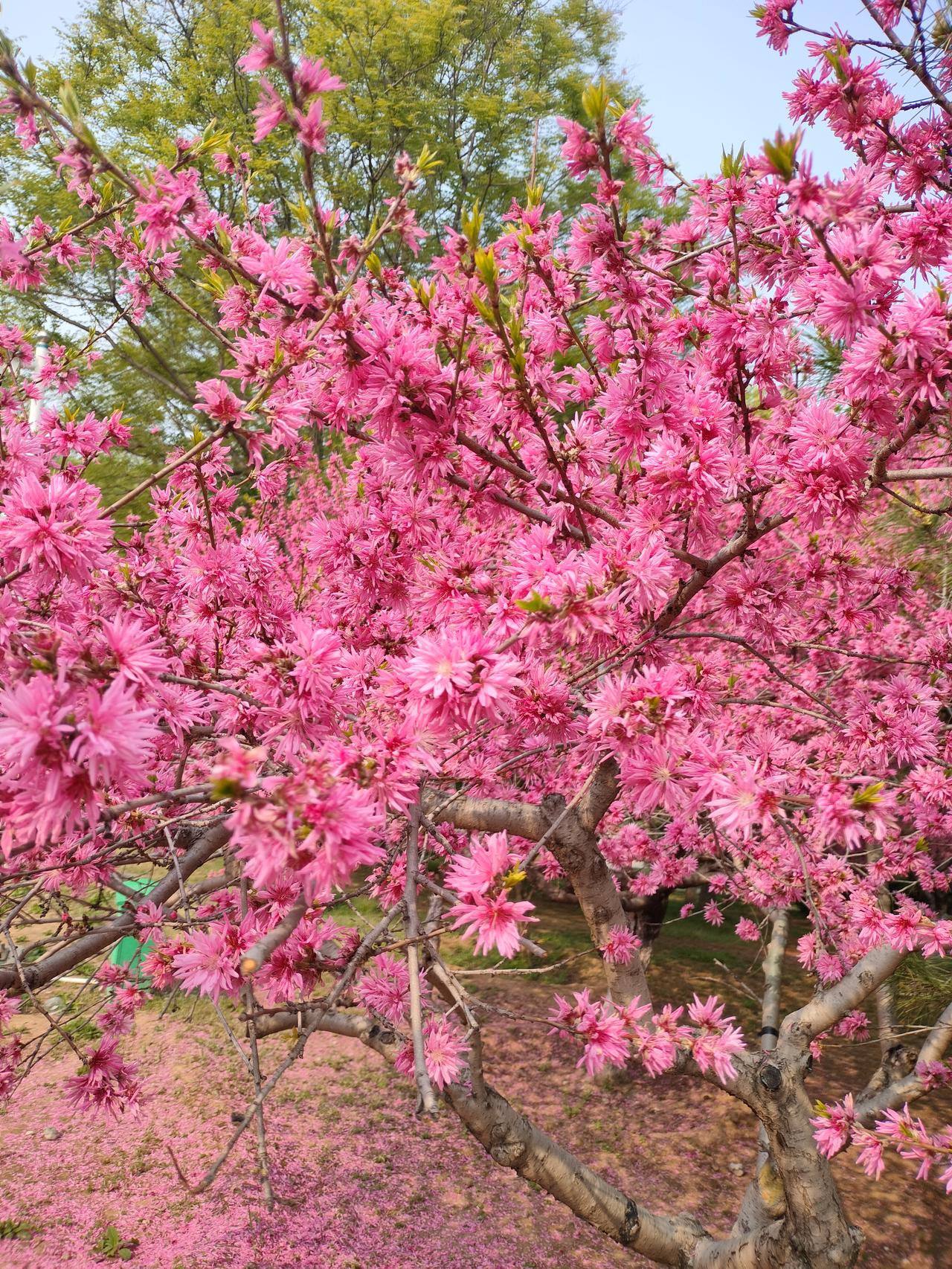 虽然说，人无千日好，花无百日红，但是，只要有繁花似锦的时刻，也就满足了。你们说是