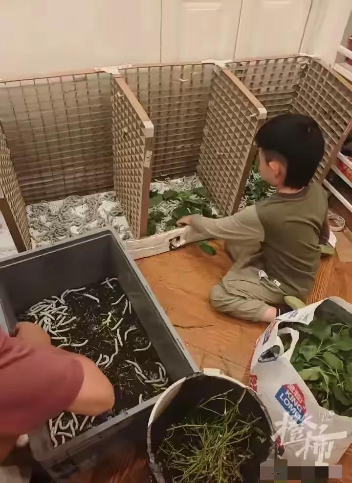 “全网最硬爹妈！”湖北武汉，一个6岁男孩突发奇想，说想给自己做一床蚕丝被。结果一