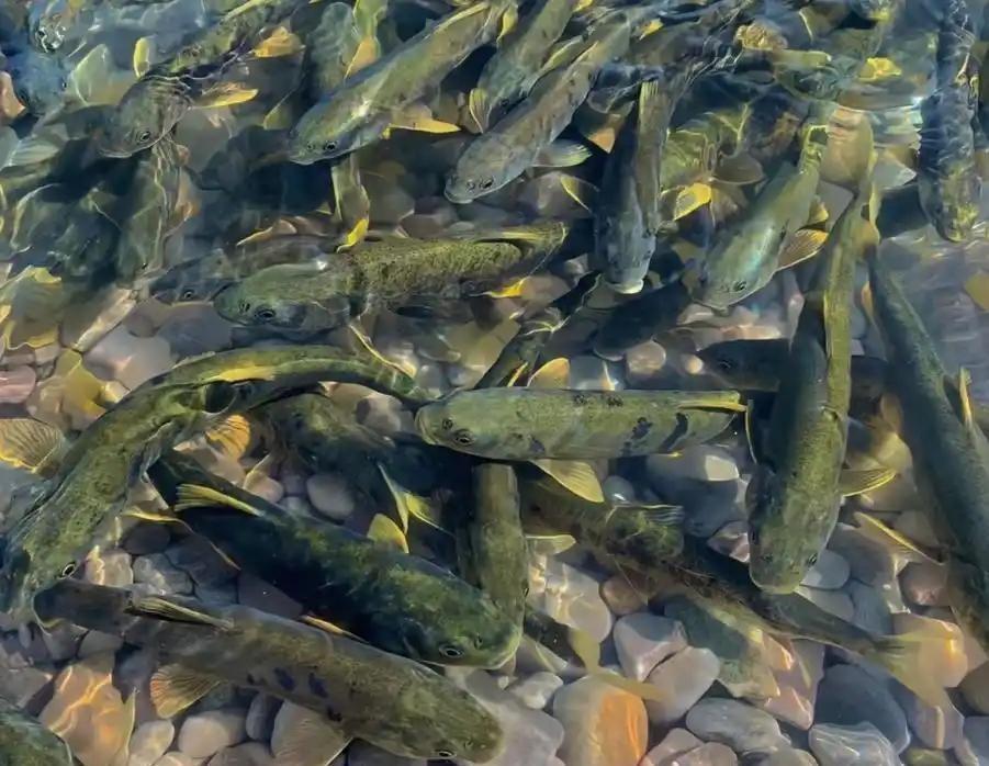 青海湖里明明有十多万吨湟鱼，洄游时甚至挤满河道，为何岸边的人只拍照、不敢伸手捕捞