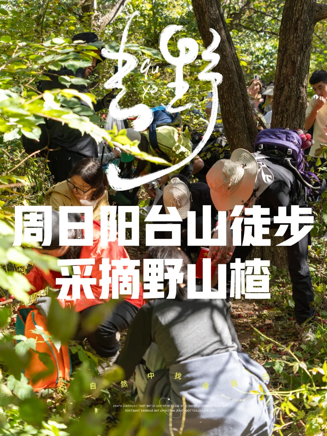 报名帖：周日(10月13日)阳台山徒步摘山楂