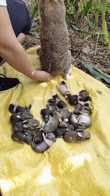 这生的也太多了吧