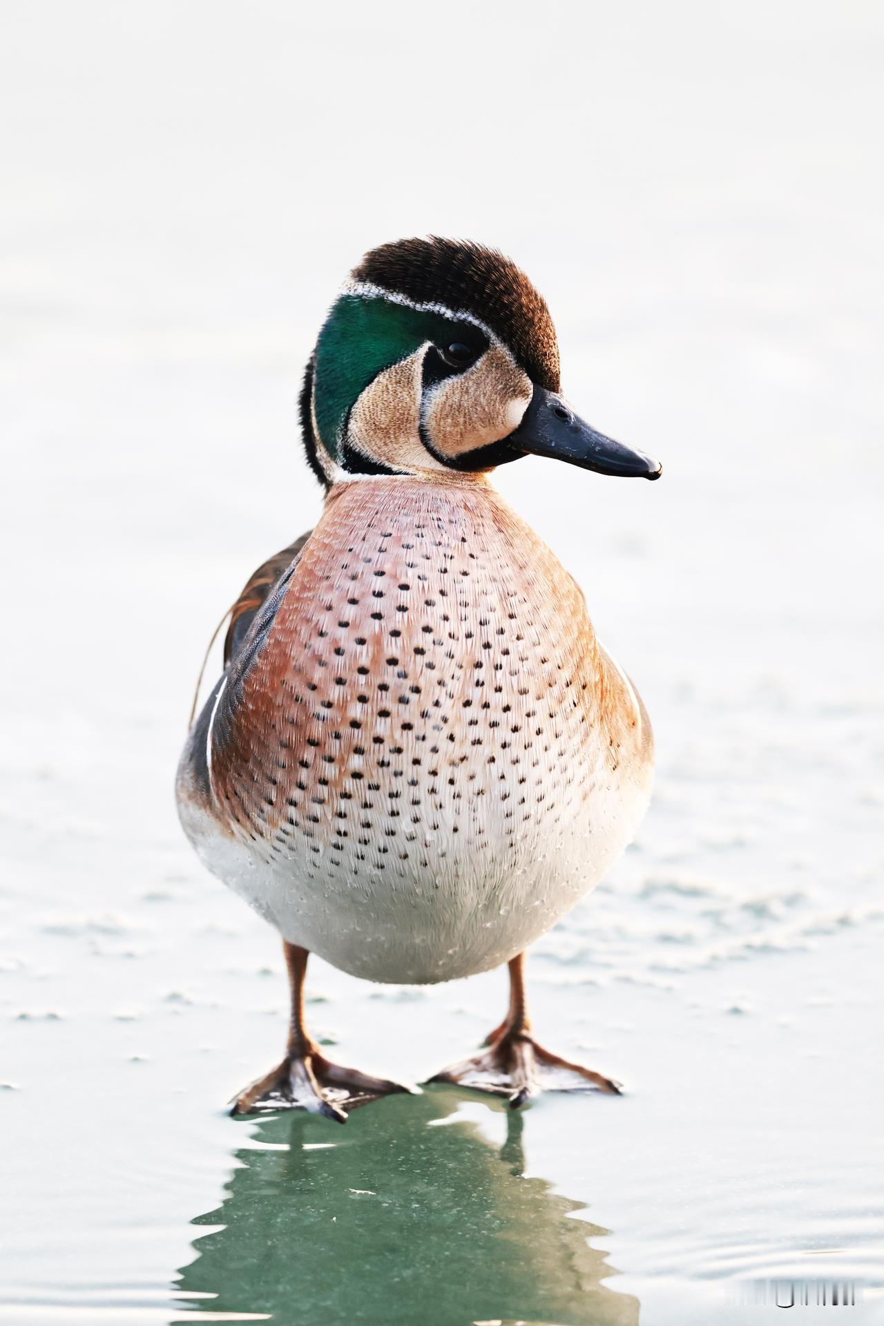 玉渊潭公园的花脸鸭