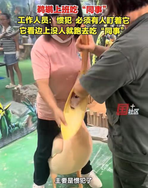 真是饥不择食！陕西西安，一名女子上班时，发现饲养的鹈鹕嘴巴鼓鼓的，瞬间意识到不妙