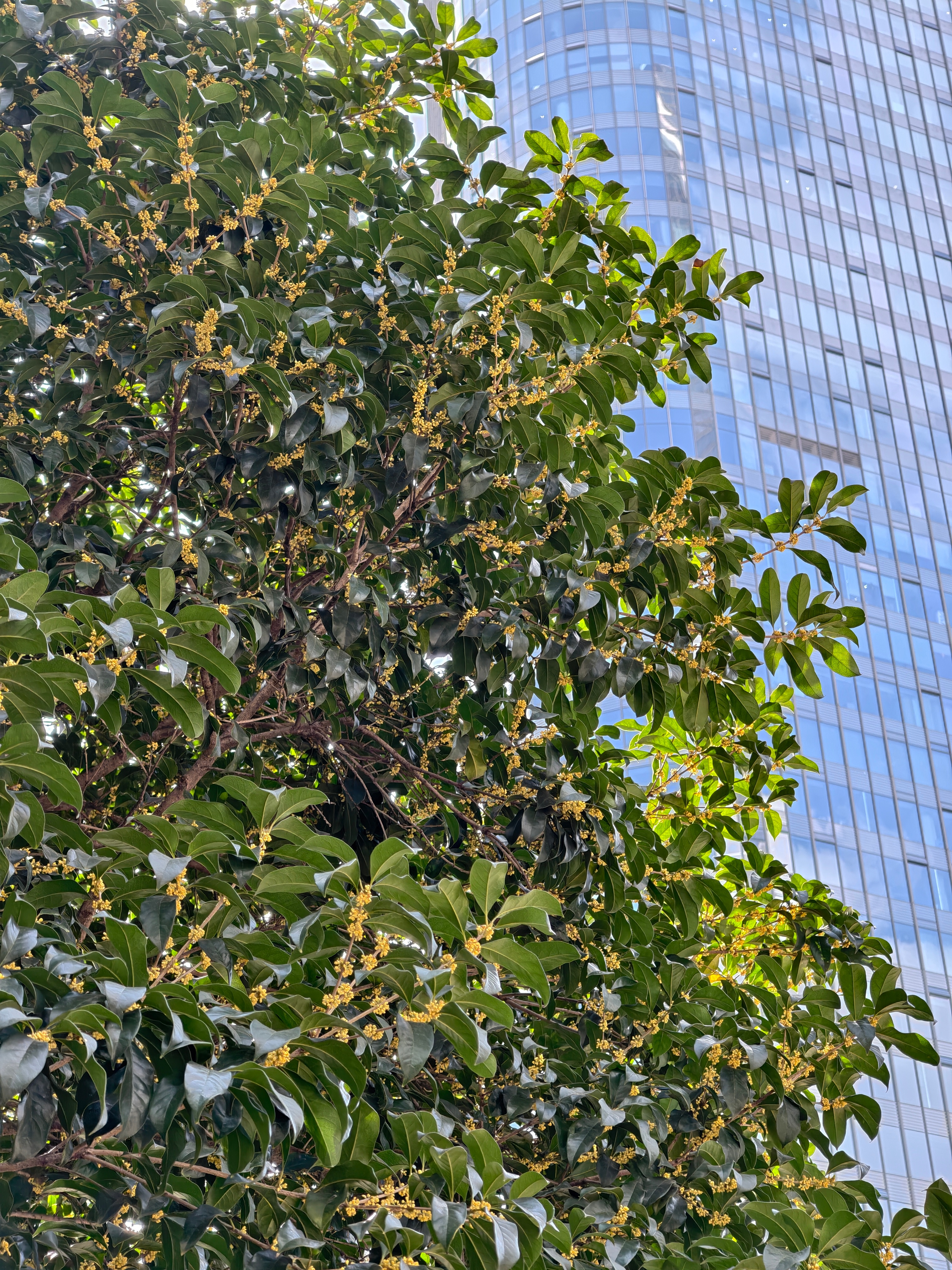 杭州的桂花开了～满街都是桂花的香气[色] ​​​