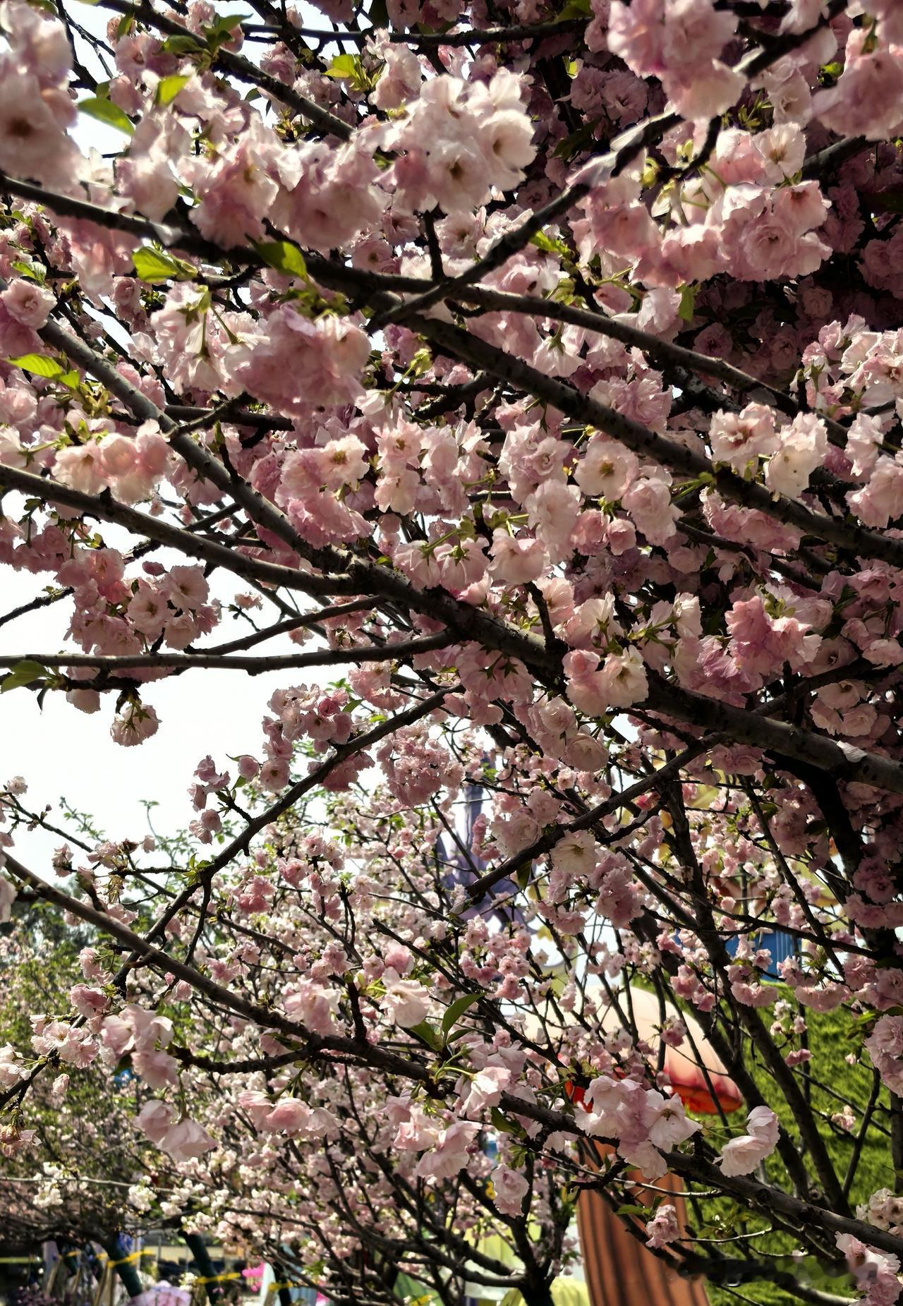 樱花
雨霁天晴大观园
蜂飞蝶舞觅樱花
游人赏景心陶醉
粉柔娇嫩绽芳华

拍摄于深