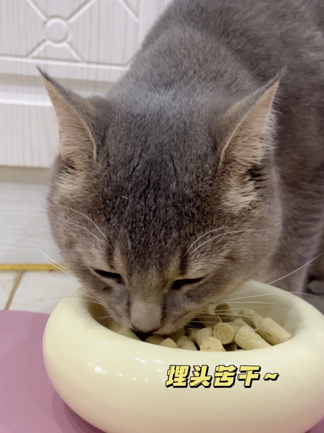 请叫我‘养猪’专业户，奶猫90天变猪咪🥣