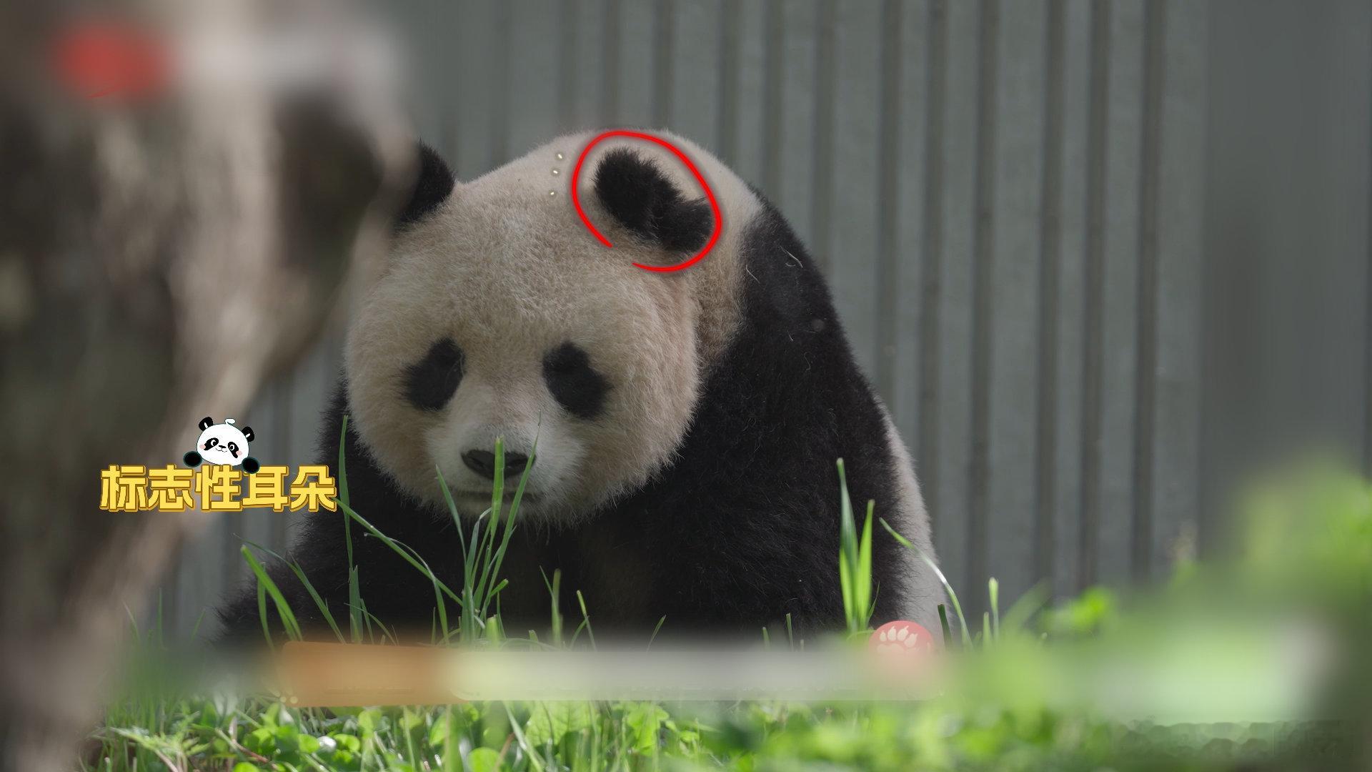 去成都体验老年熊猫的慢生活今天的节目又要结束啦，奇怪的知识有没有增加呢？请大家保