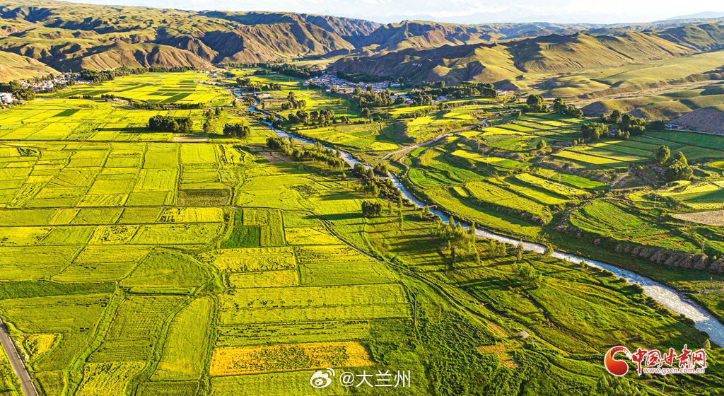 大美甘肃肃南夏日限定美景【肃南：祁连山下万亩麦田金波涌】7月21日，盛夏时节的祁