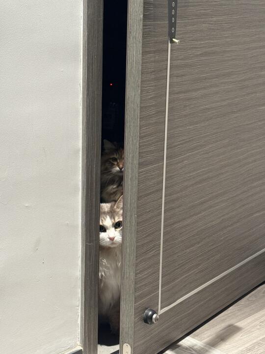 猫猫盯人