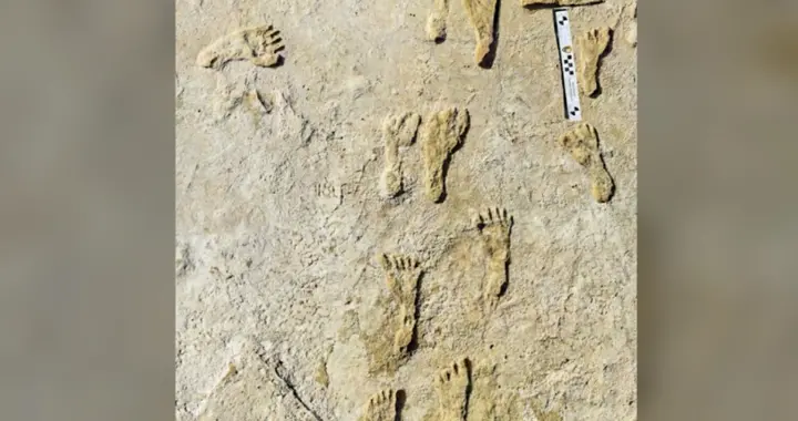 抗生素 北美发现最古老人类脚印 距今约23000年 或来自最后一个冰河时代