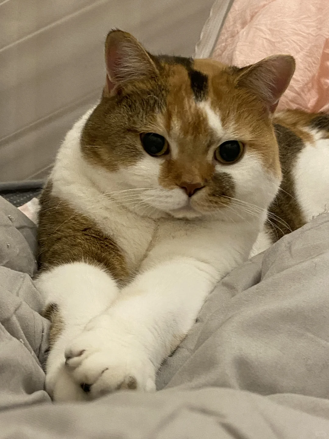 魔镜魔镜，谁是这个世界上最可爱的小猪？
