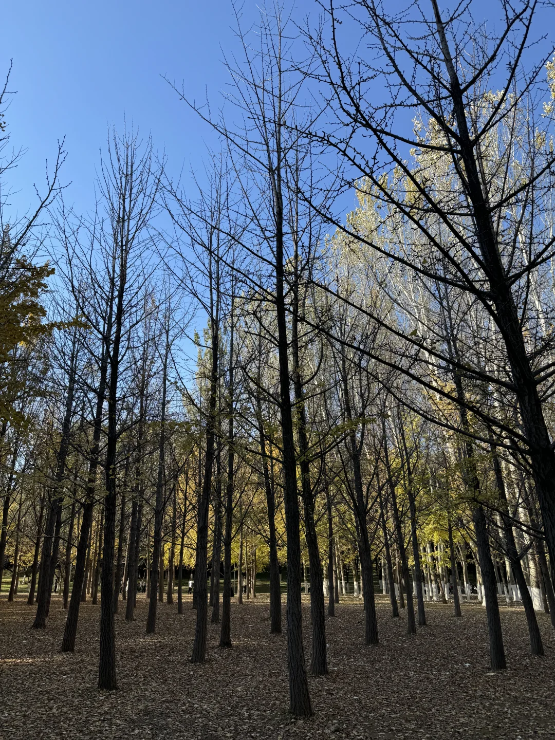 你敢信：奥森的银杏已经秃了！10.27实况