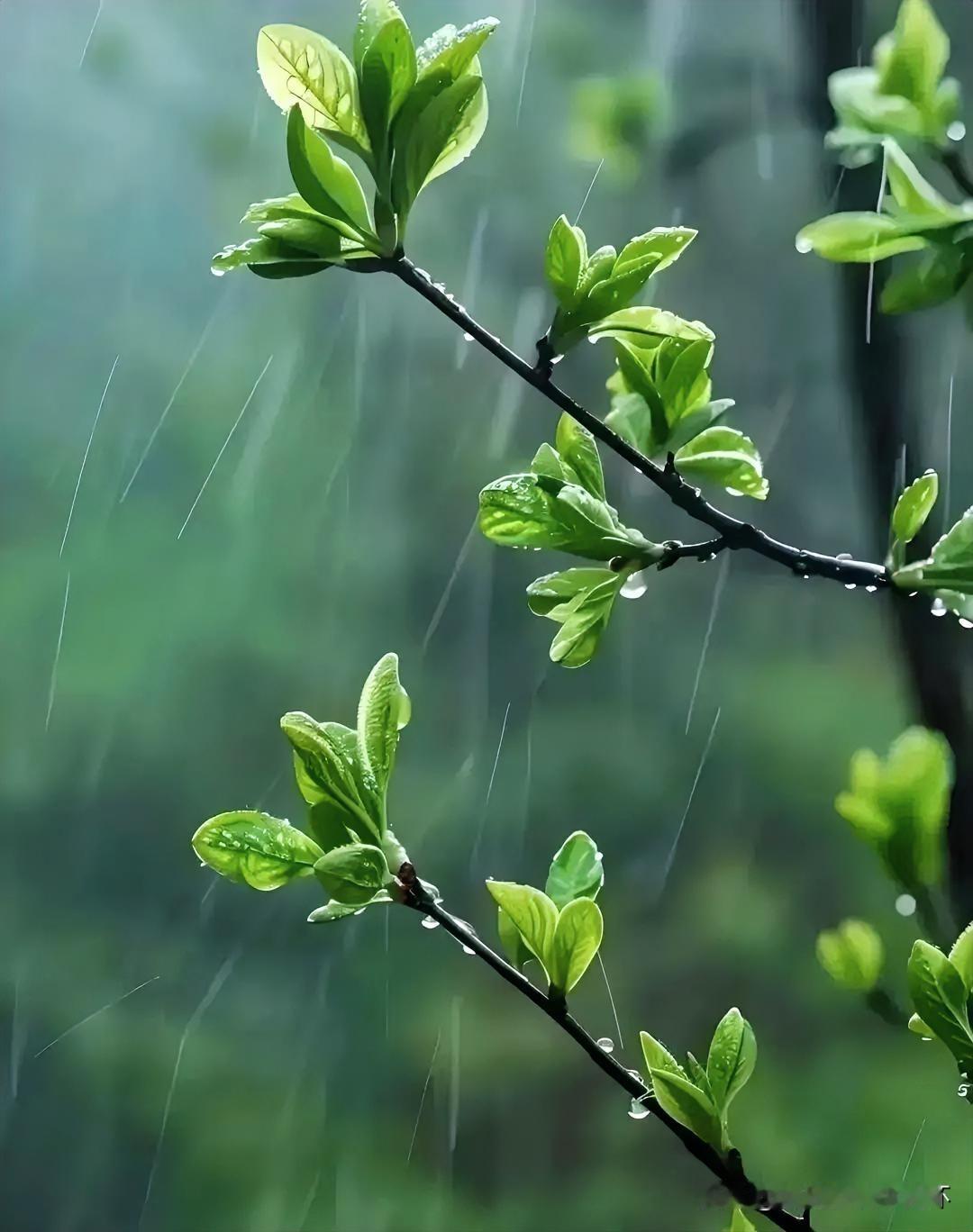 上联：春雨如酥莺解语
下联：有请雅士[玫瑰][玫瑰][玫瑰]