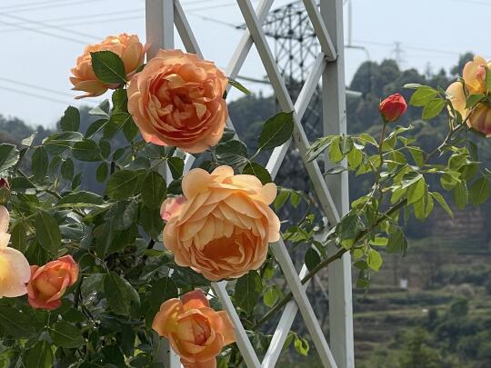 花园还得是奥斯汀