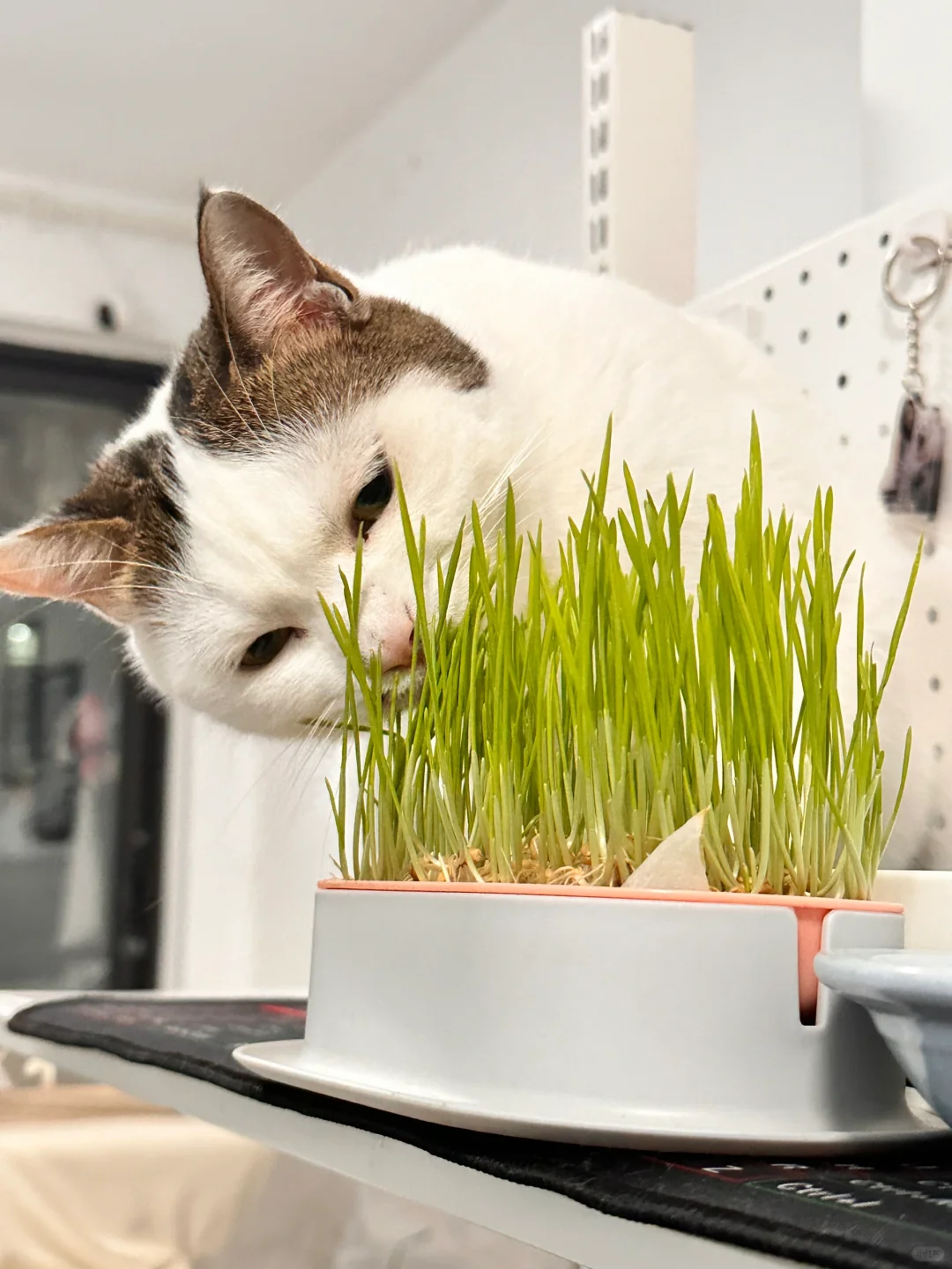 低成本超简单实现猫草自由