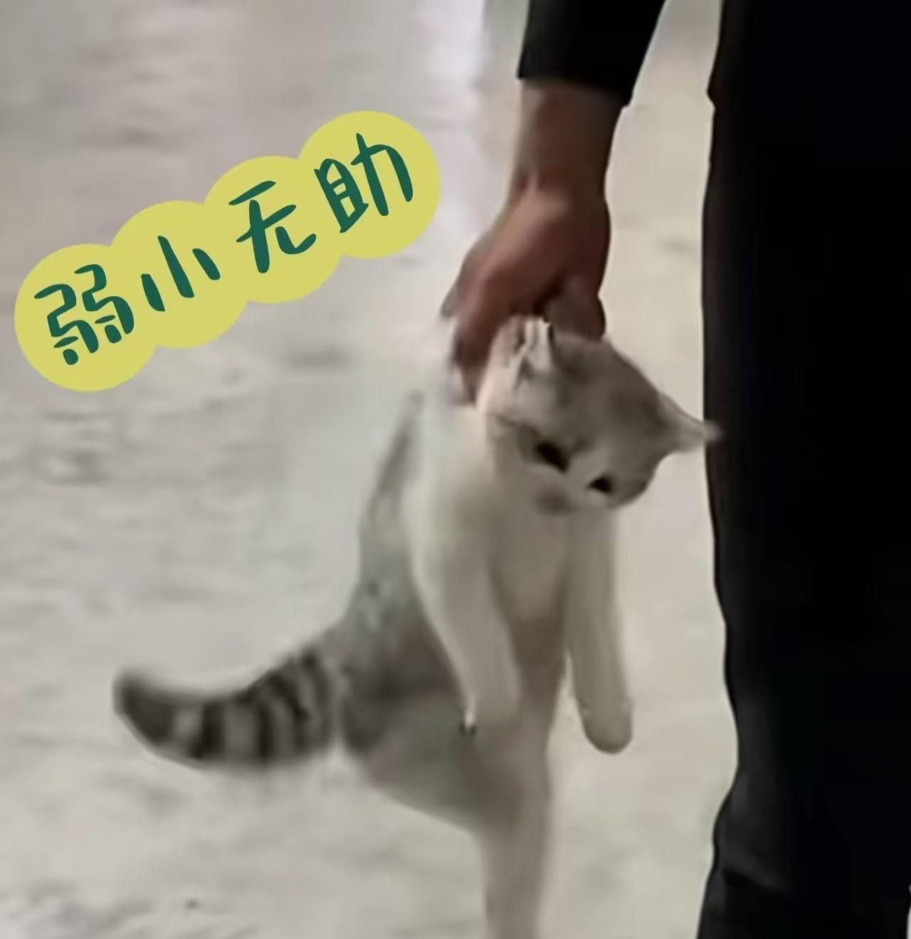 湖南宿管员摔死学生宠物猫遭辞退，双方争吵细节曝光真相扑朔迷离
学校通报说那个穿迷