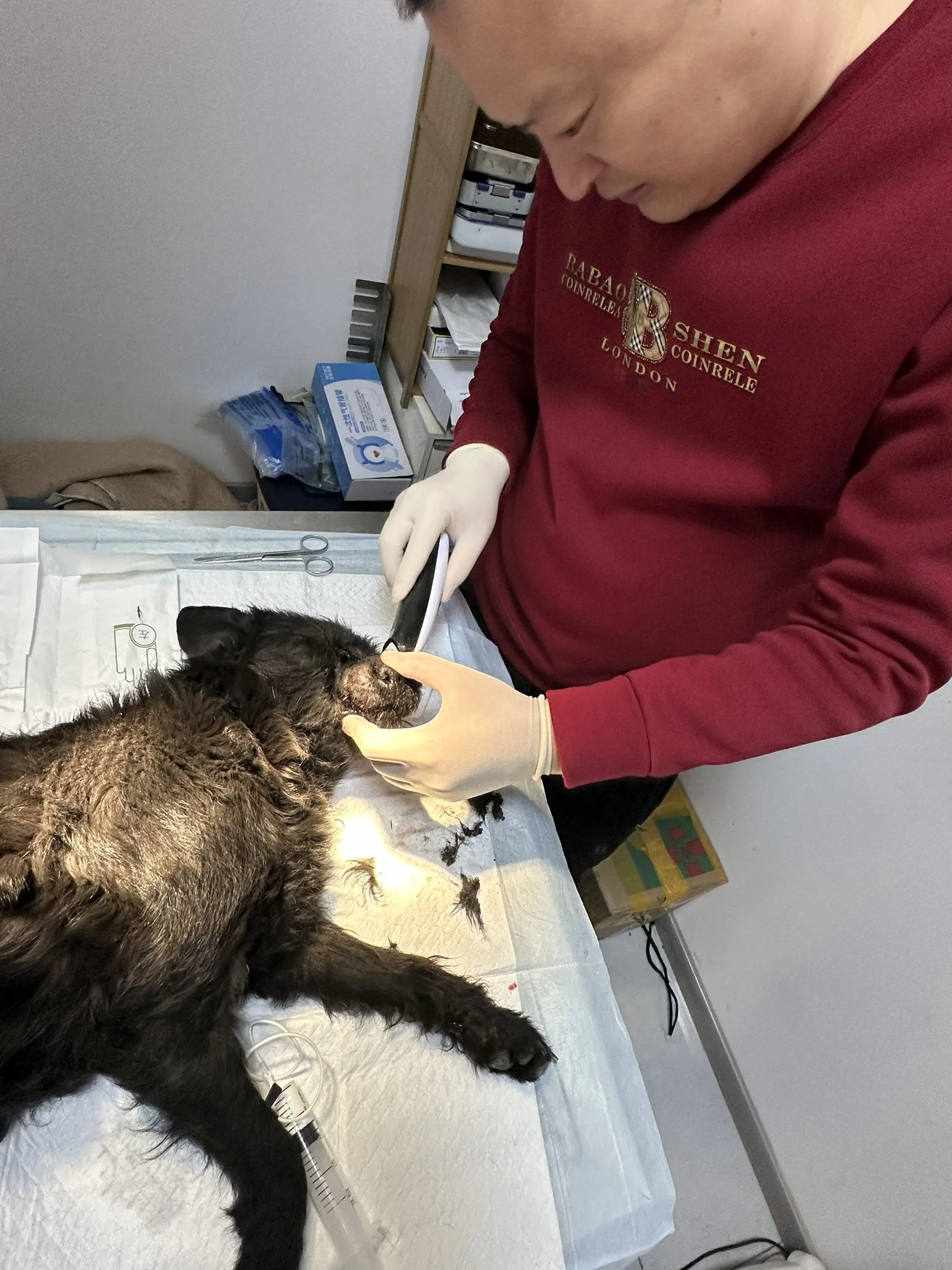 大过年的还在救助流浪狗，它受伤很严重