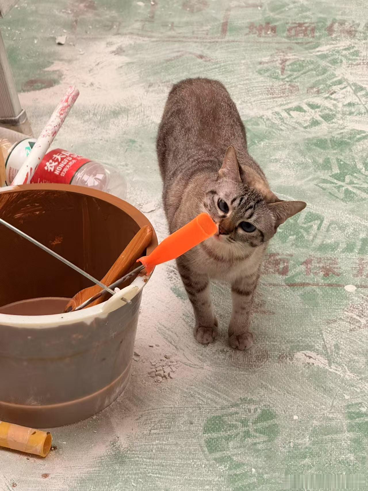 猫师傅，你是做什么工作的？ ​​​