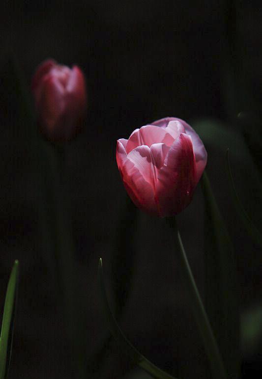 赏花🌸听音乐🎶